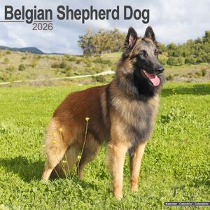 Avonside Publishing Ltd Belgian Shepherd Dog Calendar 2026 Square Dog Breed Wall Calendar - 16 Month Avonside Publishing Ltd Belgian Shepherd Dog Calendar 2026 Square Dog Breed Wall Calendar - 16 Month