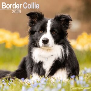 Avonside Publishing Ltd Border Collie Calendar 2026 Square Dog Breed Wall Calendar - 16 Month Avonside Publishing Ltd Border Collie Calendar 2026 Square Dog Breed Wall Calendar - 16 Month