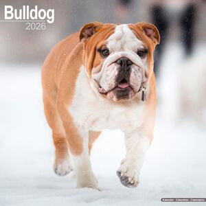 Avonside Publishing Ltd Bulldog Calendar 2026 Square Dog Breed Wall Calendar - 16 Month Avonside Publishing Ltd Bulldog Calendar 2026 Square Dog Breed Wall Calendar - 16 Month