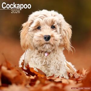 Avonside Publishing Ltd Cockapoo Calendar 2026 Square Dog Breed Wall Calendar - 16 Month Avonside Publishing Ltd Cockapoo Calendar 2026 Square Dog Breed Wall Calendar - 16 Month
