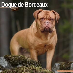 Avonside Publishing Ltd Dogue De Bordeaux Calendar 2026 Square Dog Breed Wall Calendar - 16 Month Avonside Publishing Ltd Dogue De Bordeaux Calendar 2026 Square Dog Breed Wall Calendar - 16 Month