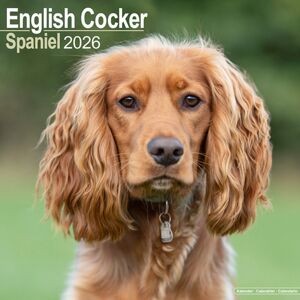 Avonside Publishing Ltd English Cocker Spaniel Calendar 2026 Square Dog Breed Wall Calendar - 16 Month Avonside Publishing Ltd English Cocker Spaniel Calendar 2026 Square Dog Breed Wall Calendar - 16 Month