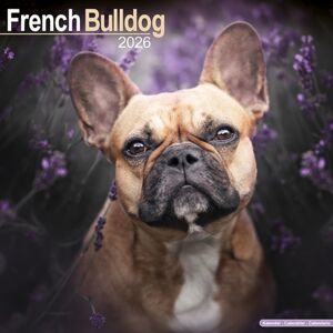 Avonside Publishing Ltd French Bulldog Calendar 2026 Square Dog Breed Wall Calendar - 16 Month Avonside Publishing Ltd French Bulldog Calendar 2026 Square Dog Breed Wall Calendar - 16 Month