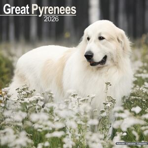 Avonside Publishing Ltd Great Pyrenees Calendar 2026 Square Dog Breed Wall Calendar - 16 Month Avonside Publishing Ltd Great Pyrenees Calendar 2026 Square Dog Breed Wall Calendar - 16 Month