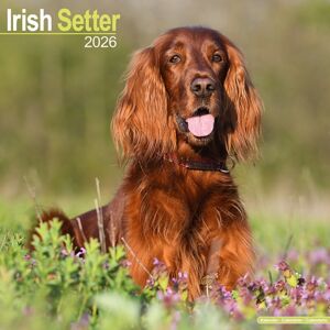 Avonside Publishing Ltd Irish Setter Calendar 2026 Square Dog Breed Wall Calendar - 16 Month Avonside Publishing Ltd Irish Setter Calendar 2026 Square Dog Breed Wall Calendar - 16 Month