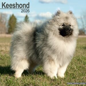 Avonside Publishing Ltd Keeshond Calendar 2026 Square Dog Breed Wall Calendar - 16 Month Avonside Publishing Ltd Keeshond Calendar 2026 Square Dog Breed Wall Calendar - 16 Month