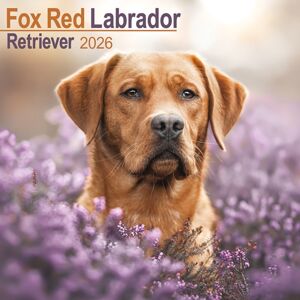 Avonside Publishing Ltd Fox Red Labrador Retriever Calendar 2026 Square Dog Breed Wall Calendar - 16 Month Avonside Publishing Ltd Fox Red Labrador Retriever Calendar 2026 Square Dog Breed Wall Calendar - 16 Month