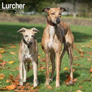 Avonside Publishing Ltd Lurcher Calendar 2026 Square Dog Breed Wall Calendar - 16 Month Avonside Publishing Ltd Lurcher Calendar 2026 Square Dog Breed Wall Calendar - 16 Month