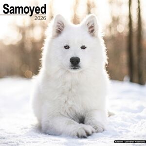 Avonside Publishing Ltd Samoyed Calendar 2026 Square Dog Breed Wall Calendar - 16 Month Avonside Publishing Ltd Samoyed Calendar 2026 Square Dog Breed Wall Calendar - 16 Month