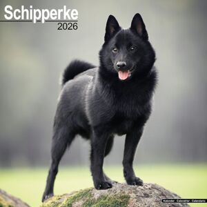 Avonside Publishing Ltd Schipperke Calendar 2026 Square Dog Breed Wall Calendar - 16 Month Avonside Publishing Ltd Schipperke Calendar 2026 Square Dog Breed Wall Calendar - 16 Month