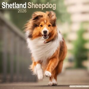 Avonside Publishing Ltd Shetland Sheepdog Calendar 2026 Square Dog Breed Wall Calendar - 16 Month Avonside Publishing Ltd Shetland Sheepdog Calendar 2026 Square Dog Breed Wall Calendar - 16 Month