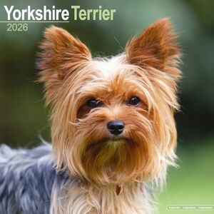 Avonside Publishing Ltd Yorkshire Terrier Calendar 2026 Square Dog Breed Wall Calendar - 16 Month Avonside Publishing Ltd Yorkshire Terrier Calendar 2026 Square Dog Breed Wall Calendar - 16 Month