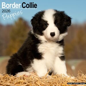 Avonside Publishing Ltd Border Collie Puppies Calendar 2026 Square Dog Puppy Breed Wall Calendar - 16 Month Avonside Publishing Ltd Border Collie Puppies Calendar 2026 Square Dog Puppy Breed Wall Calendar - 16 Month
