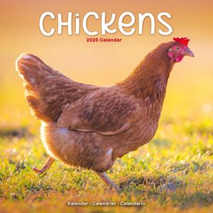 Avonside Publishing Ltd Chickens Calendar 2026 Square Farm Animals & Birds Wall Calendar - 16 Month Avonside Publishing Ltd Chickens Calendar 2026 Square Farm Animals & Birds Wall Calendar - 16 Month