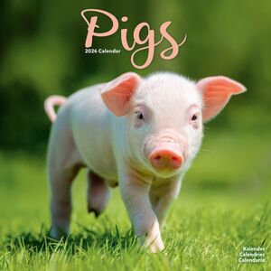 Avonside Publishing Ltd Pigs Calendar 2026 Square Farm Animal Wall Calendar - 16 Month Avonside Publishing Ltd Pigs Calendar 2026 Square Farm Animal Wall Calendar - 16 Month