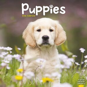Avonside Publishing Ltd Puppies Calendar 2026 Square Animal Wall Calendar - 16 Month Avonside Publishing Ltd Puppies Calendar 2026 Square Animal Wall Calendar - 16 Month