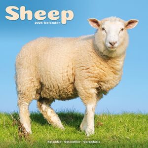 Avonside Publishing Ltd Sheep Calendar 2026 Square Farm Animal Wall Calendar - 16 Month Avonside Publishing Ltd Sheep Calendar 2026 Square Farm Animal Wall Calendar - 16 Month