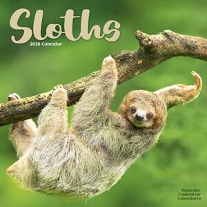Avonside Publishing Ltd Sloths Calendar 2026 Square Animal Wall Calendar - 16 Month Avonside Publishing Ltd Sloths Calendar 2026 Square Animal Wall Calendar - 16 Month