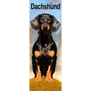 Avonside Publishing Ltd Dachshund Slim Calendar 2026 Dog Breed Slimline Calendar - 12 Month Avonside Publishing Ltd Dachshund Slim Calendar 2026 Dog Breed Slimline Calendar - 12 Month
