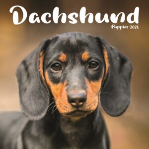 CAROUSEL CALENDARS 2026 Dachshund Puppies Square Mini Calendar 2 CAROUSEL CALENDARS 2026 Dachshund Puppies Square Mini Calendar 2