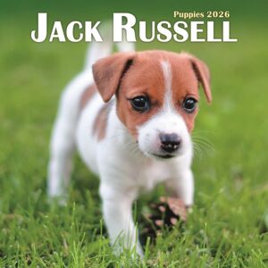 CAROUSEL CALENDARS 2026 Jack Russell Puppies Square Mini Calenda CAROUSEL CALENDARS 2026 Jack Russell Puppies Square Mini Calenda