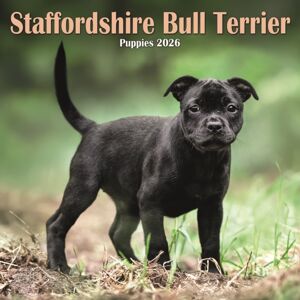 CAROUSEL CALENDARS 2026 Staffordshire Bull Terrier Puppies Squar CAROUSEL CALENDARS 2026 Staffordshire Bull Terrier Puppies Squar