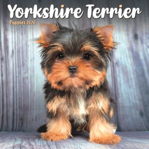CAROUSEL CALENDARS 2026 Yorkshire Terrier Puppies Square Mini Ca CAROUSEL CALENDARS 2026 Yorkshire Terrier Puppies Square Mini Ca
