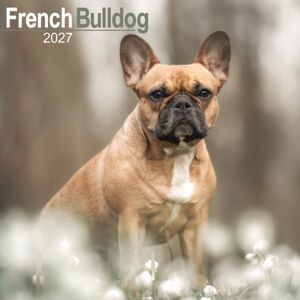 CAROUSEL CALENDARS 2027 French Bulldog Wall /avonsi CAROUSEL CALENDARS 2027 French Bulldog Wall /avonsi