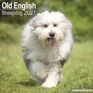 AVONSIDE CALENDARS 2027 Old English Sheepdog Ss Wall AVONSIDE CALENDARS 2027 Old English Sheepdog Ss Wall