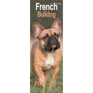 CAROUSEL CALENDARS 2027 French Bulldog Slim CAROUSEL CALENDARS 2027 French Bulldog Slim