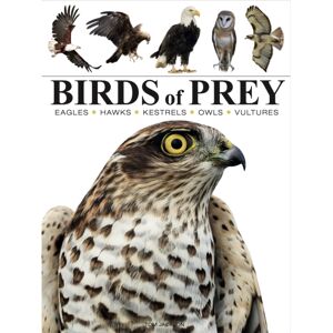 Amber Books Ltd Birds Of Prey Amber Books Ltd Birds Of Prey