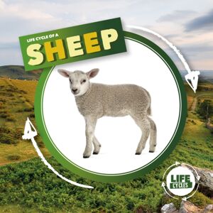 BookLife Publishing Life Cycle Of A Sheep BookLife Publishing Life Cycle Of A Sheep