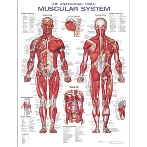 Wolters Kluwer Health The Anatomical Male Muscular System Anatomical Chart Wolters Kluwer Health The Anatomical Male Muscular System Anatomical Chart