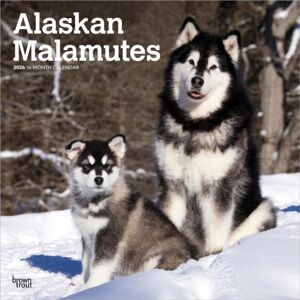BrownTrout Alaskan Malamutes 2026 Square Flap Calendar BrownTrout Alaskan Malamutes 2026 Square Flap Calendar