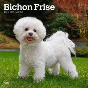 BrownTrout Bichon Frise 2026 Square Flap Calendar BrownTrout Bichon Frise 2026 Square Flap Calendar