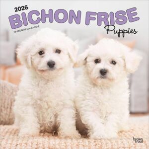 BrownTrout Bichon Frise Puppies 2026 12 X 24 Monthly Square Calendar BrownTrout Bichon Frise Puppies 2026 12 X 24 Monthly Square Calendar