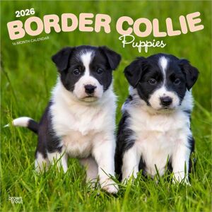 BrownTrout Border Collie Puppies 2026 Square Flap Calendar BrownTrout Border Collie Puppies 2026 Square Flap Calendar