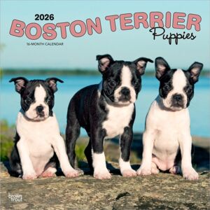BrownTrout Boston Terrier Puppies 2026 Square Flap Calendar BrownTrout Boston Terrier Puppies 2026 Square Flap Calendar