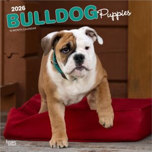 BrownTrout Bulldog Puppies 2026 Square Flap Calendar BrownTrout Bulldog Puppies 2026 Square Flap Calendar