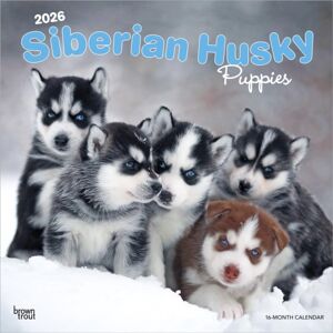 BrownTrout Siberian Husky Puppies 2026 Square Flap Calendar BrownTrout Siberian Husky Puppies 2026 Square Flap Calendar