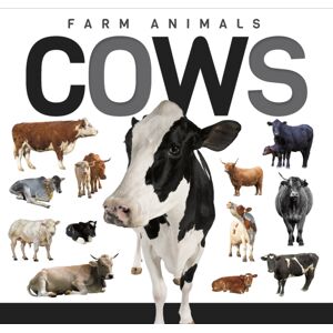 North Star Editions Cows North Star Editions Cows