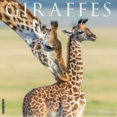Willow Creek Press Giraffes 2027 Wall Willow Creek Press Giraffes 2027 Wall