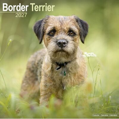 CAROUSEL CALENDARS 2027 Border Terrier Wall CAROUSEL CALENDARS 2027 Border Terrier Wall