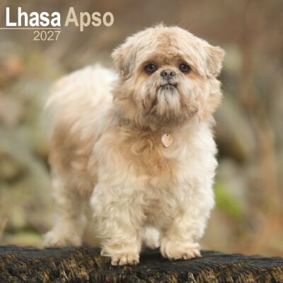 AVONSIDE CALENDARS 2027 Lhasa Apso Wall AVONSIDE CALENDARS 2027 Lhasa Apso Wall