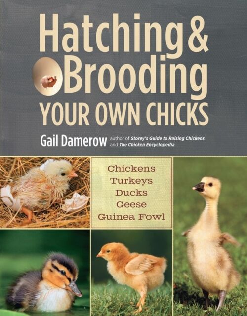 Workman Publishing Hatching & Brooding Your Own Chicks : Chickens, Turkeys, Ducks, Geese, Guinea Fowl