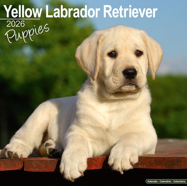 Avonside Publishing Ltd Yellow Labrador Puppies Calendar 2026 Square Dog Puppy Breed Wall Calendar - 16 Month