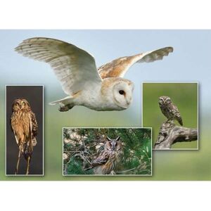 GO ON MAKE ME Owl Montage 1000 Piece Puzzle GO ON MAKE ME Owl Montage 1000 Piece Puzzle