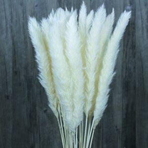 LangRay 30/60 Pcs Natural Dried Flower Pampas Grass, Wedding Flower Bouquet, Phragmites Communis Bouquet For Home Decor Floral Arrangements (White,