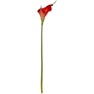 Fireball Calla Lily Artificial Flower - Plastic - H70 cm - Red Fireball Calla Lily Artificial Flower - Plastic - H70 cm - Red