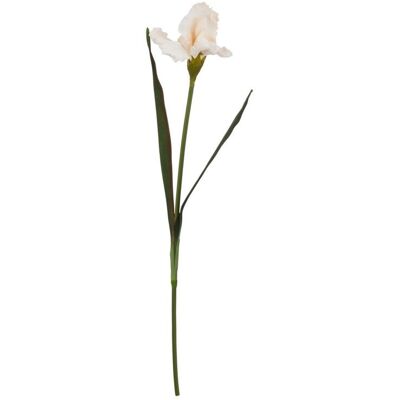 The Natural Garden Collection Pale Apricot Fringed Iris (Single Stem Flower) - Plastic - L13 x W13 x H83 cm The Natural Garden Collection Pale Apricot Fringed Iris (Single Stem Flower) - Plastic - L13 x W13 x H83 cm